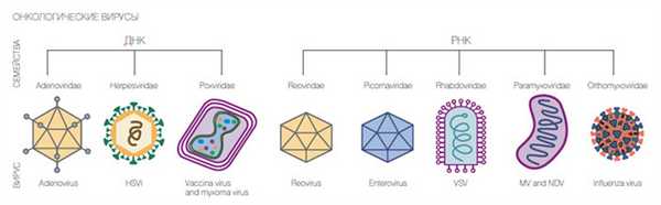 Известные на сегодня семейства вирусов, убивающих раковые клетки («Коммерсантъ Наука» №6, сентябрь 2017)