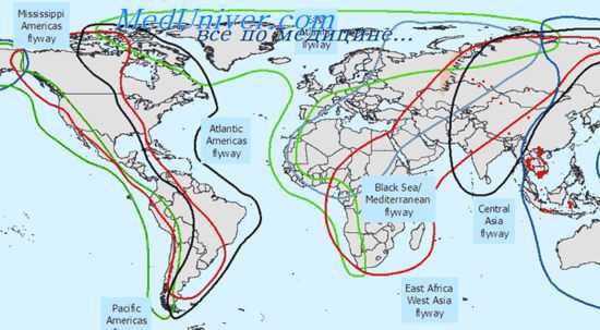 гетерогенность популяций