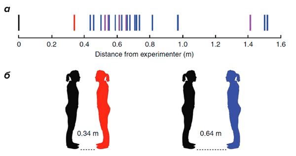 Комфортная дистанция между экспериментатором и С.М.