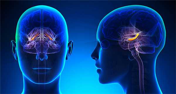 работа гиппокампа