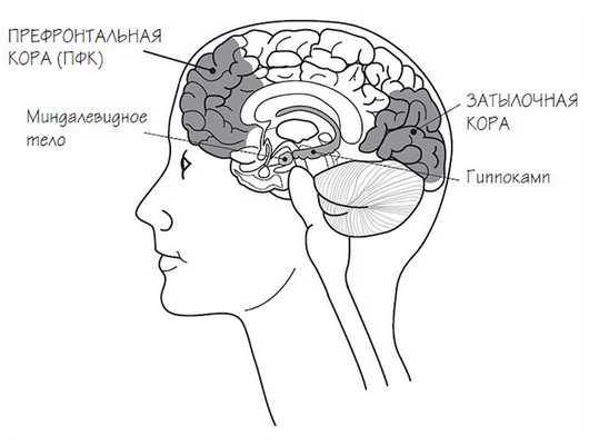 затылочная кора и миндалевидное тело