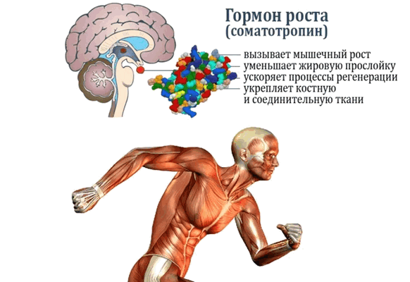 Гормон роста