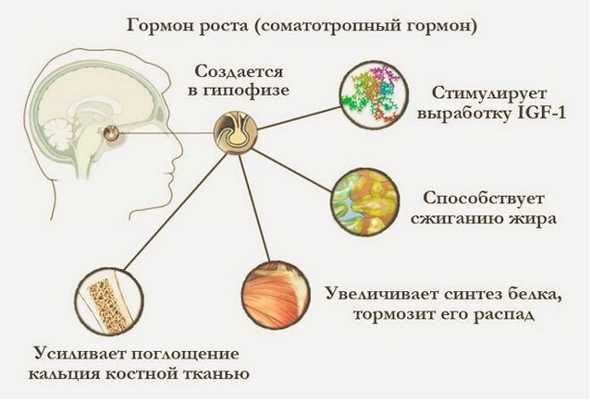 все о гормоне