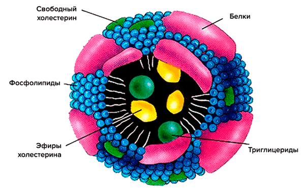 Схематическое строение липопротеиновой частицы