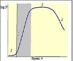 Экспоненциальная фаза - Экспоненциальная фаза роста 