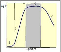 Стационарная фаза - Стационарная фаза на кривой роста бактериальной популяции