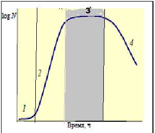 Стационарная фаза - Стационарная фаза на кривой роста бактериальной популяции
