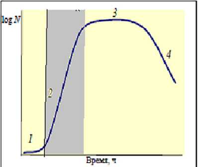 Экспоненциальная фаза - Экспоненциальная фаза роста 