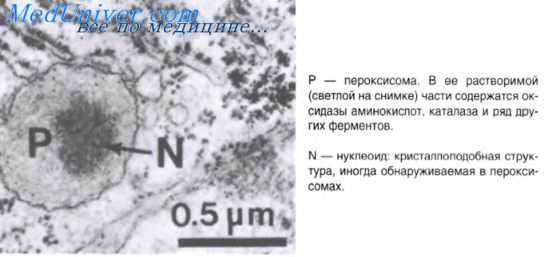 рост клеток