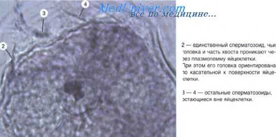 эмбриональный гистогенез