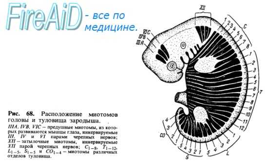 Развитие мышц. Общая миология