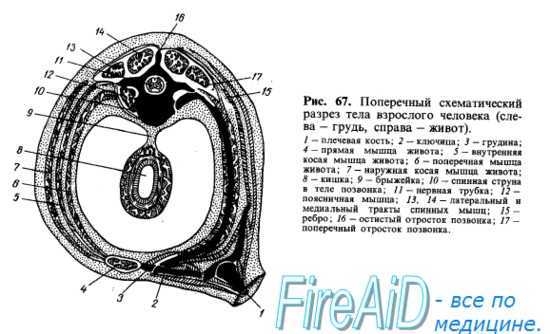 Развитие мышц. Общая миология