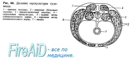 Развитие мышц. Общая миология