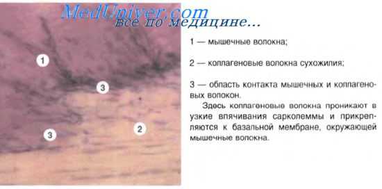 рост скелетных мышц