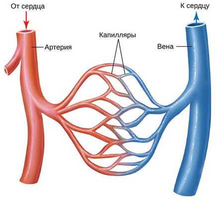 Капиллярная петля