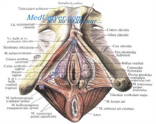 стриктуры прямой кишки