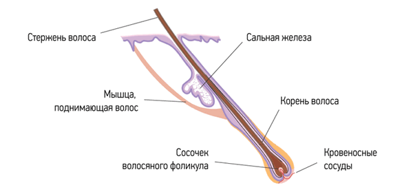 Строение волоса