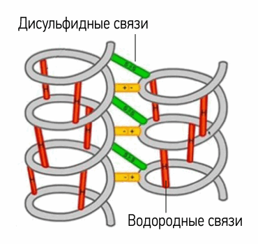 Строение волоса (макро): поперечные связи в структуре волоса
