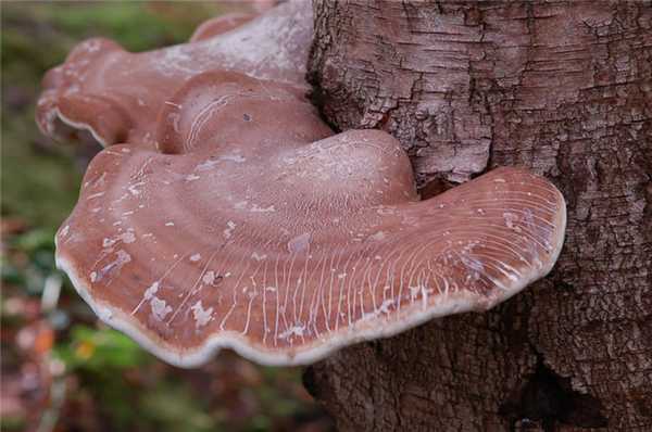 Грибы паразиты питаются за счет образованных наростов, не развивая мицелии внутри дерева
