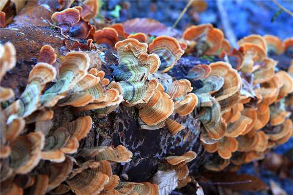 Сапротрофные организмы питаются органическими соединениями, полученными в результате разрушения погибших животных и растений