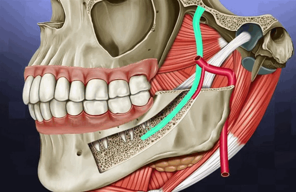 Анатомия нижней челюсти: артерии, нижнечелюстной канал и нерв