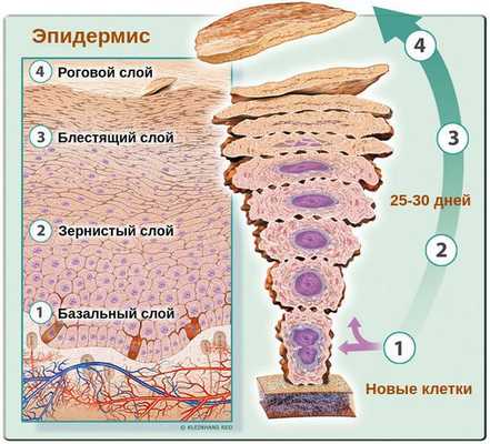 Обновление клеток кожи