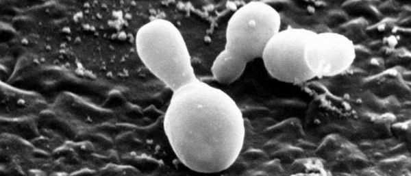 Дрожжевые грибы Malassezia furfur