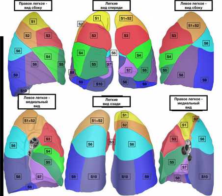 Сегменты легких