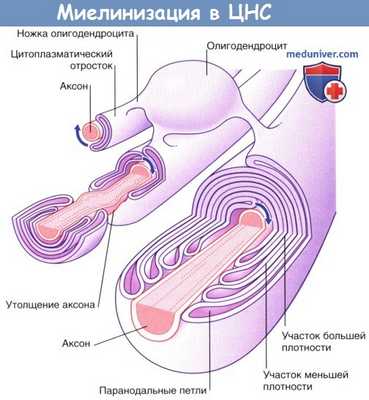 Миелинизация в ЦНС