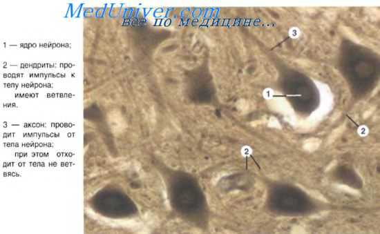 секреторные нейроны