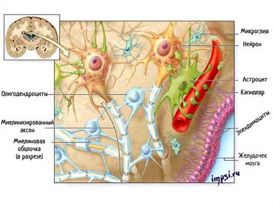 Нервная ткань: нейроны и глиальные клетки (глия)