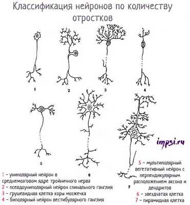 Нервная ткань: нейроны и глиальные клетки (глия)