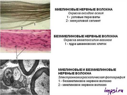 Нервная ткань: нейроны и глиальные клетки (глия)