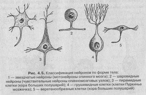 Нервная ткань: нейроны и глиальные клетки (глия)