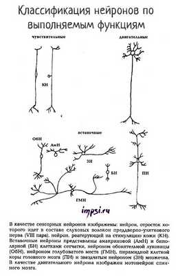 Нервная ткань: нейроны и глиальные клетки (глия)
