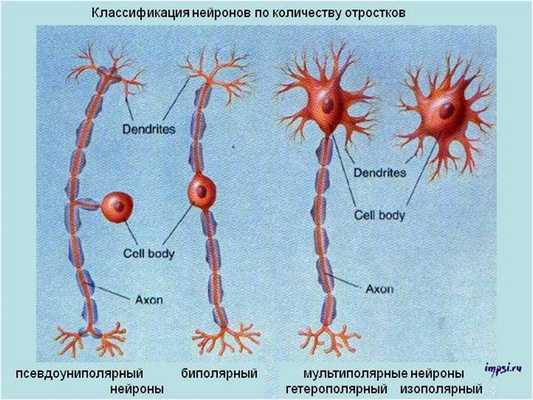 Нервная ткань: нейроны и глиальные клетки (глия)