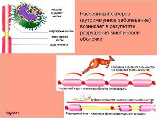 Нервная ткань: нейроны и глиальные клетки (глия)