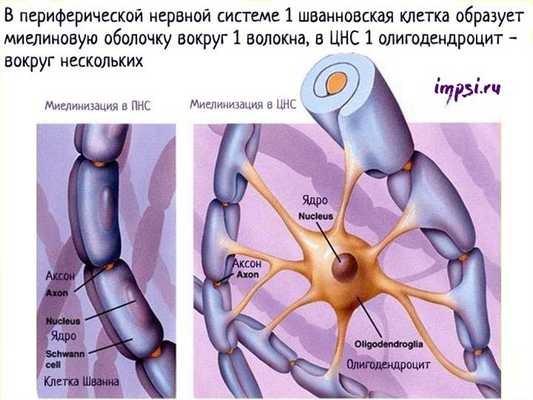 Нервная ткань: нейроны и глиальные клетки (глия)