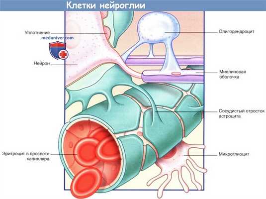 Клетки нейроглии