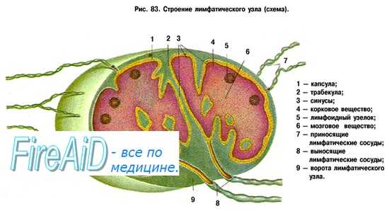 Селезенка. Функции селезенки. Лимфатические узлы. Функции лимфатических узлов.