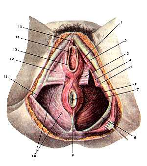 Мышцы и фасции женской промежности
