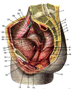 Женские половые органы