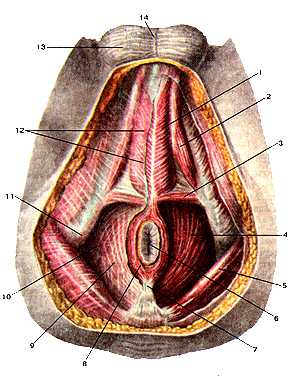 Мышцы и фасции мужской промежности