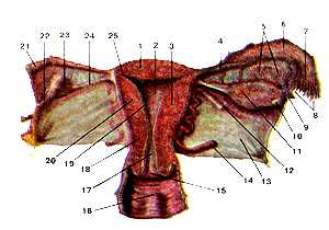 Матка, маточная труба, влагалище