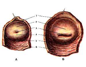 Влагалищная часть шейки матки