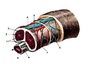 Пещеристые и губчатое тела полового члена