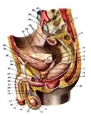 Мужские половые органы