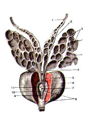 Предстательная железа