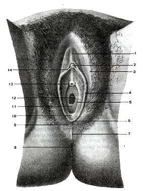 Женские наружные половые органы