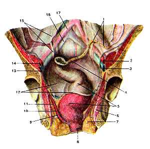 Мышцы и фасции дна малого таза